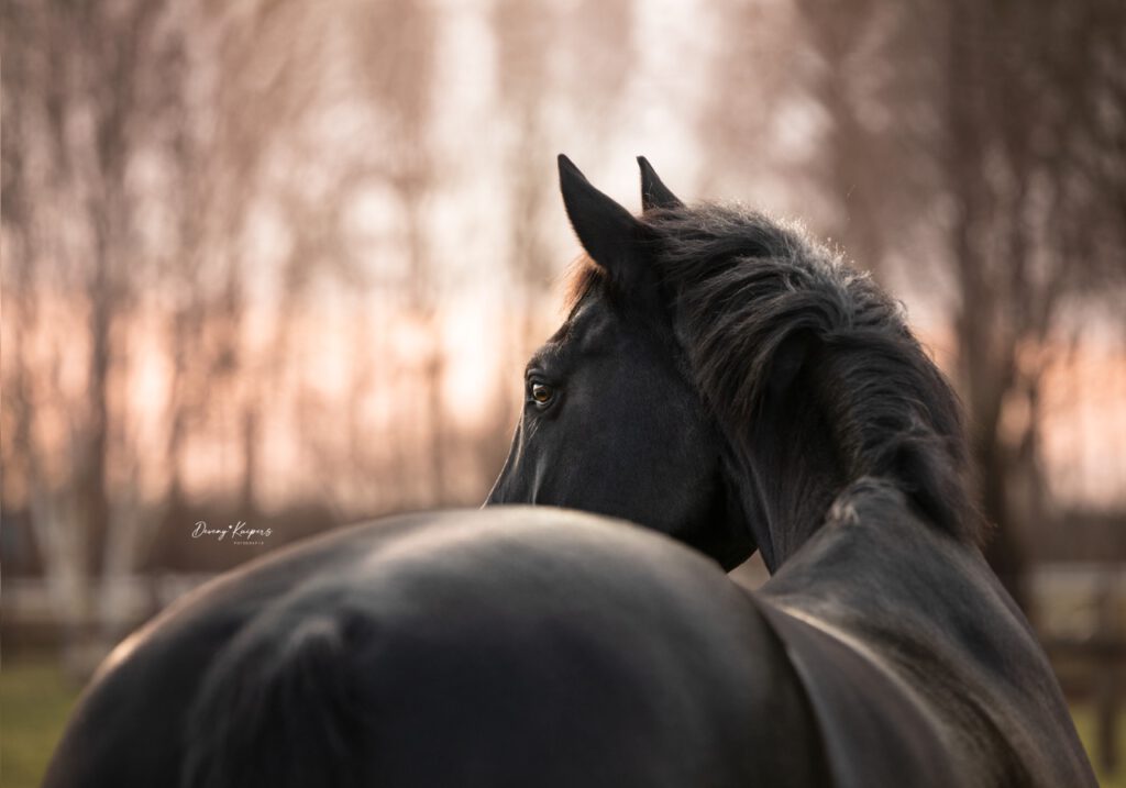 PaardenFotografen NL - Deveny Kuipers Fotografie