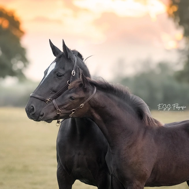 PaardenFotografen NL - ESS Fotografie 2