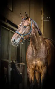 PaardenFotografen NL - Bonny Kolk Fotografie