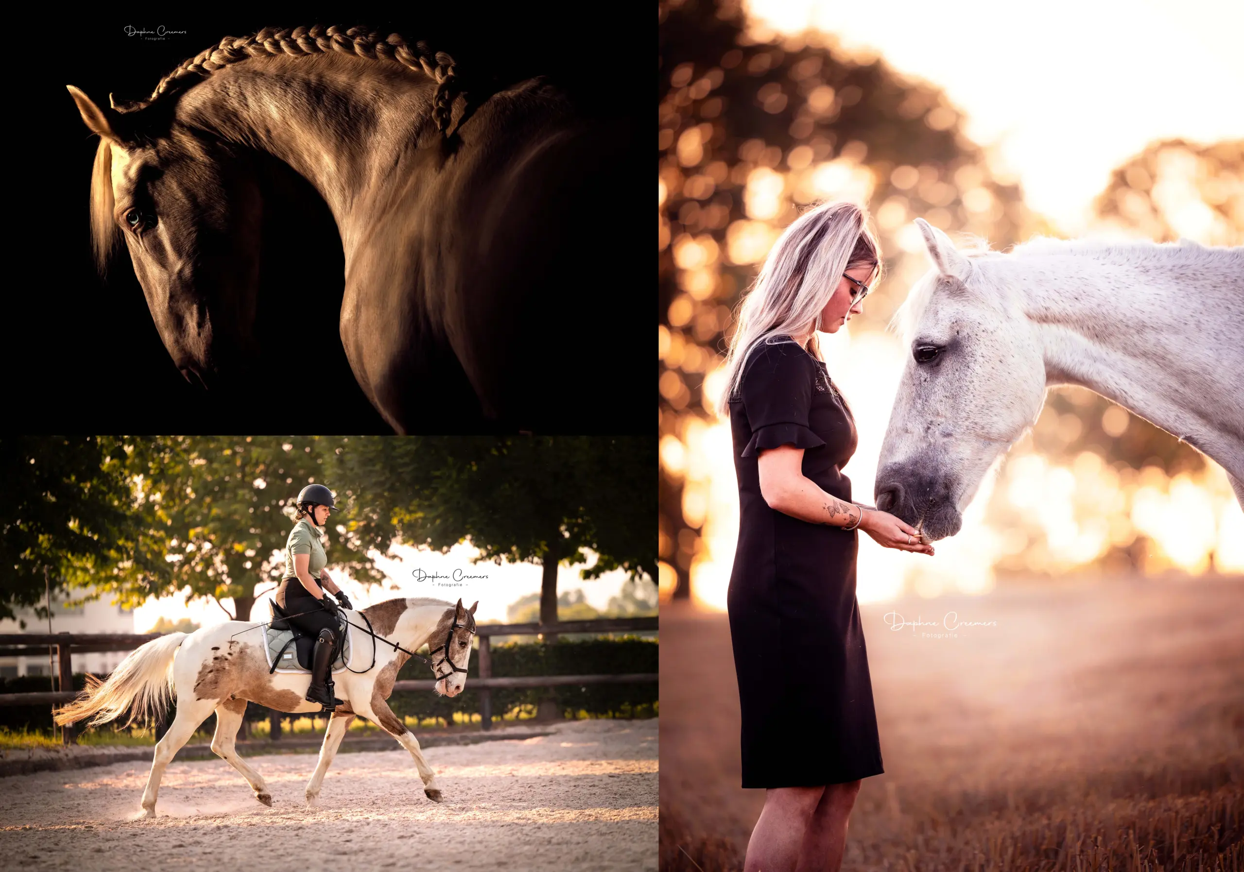 PaardenFotografen NL - Daphne Creemers