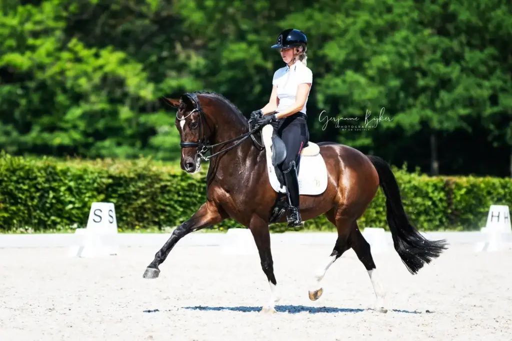 PaardenFotografen NL - GB Socials