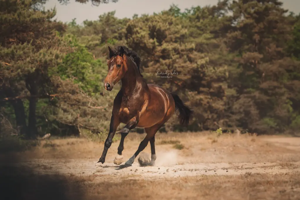 PaardenFotografen NL - Karin Gerdes Fotografie