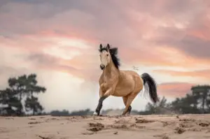 PaardenFotografen NL - Moment Photography by Shelby