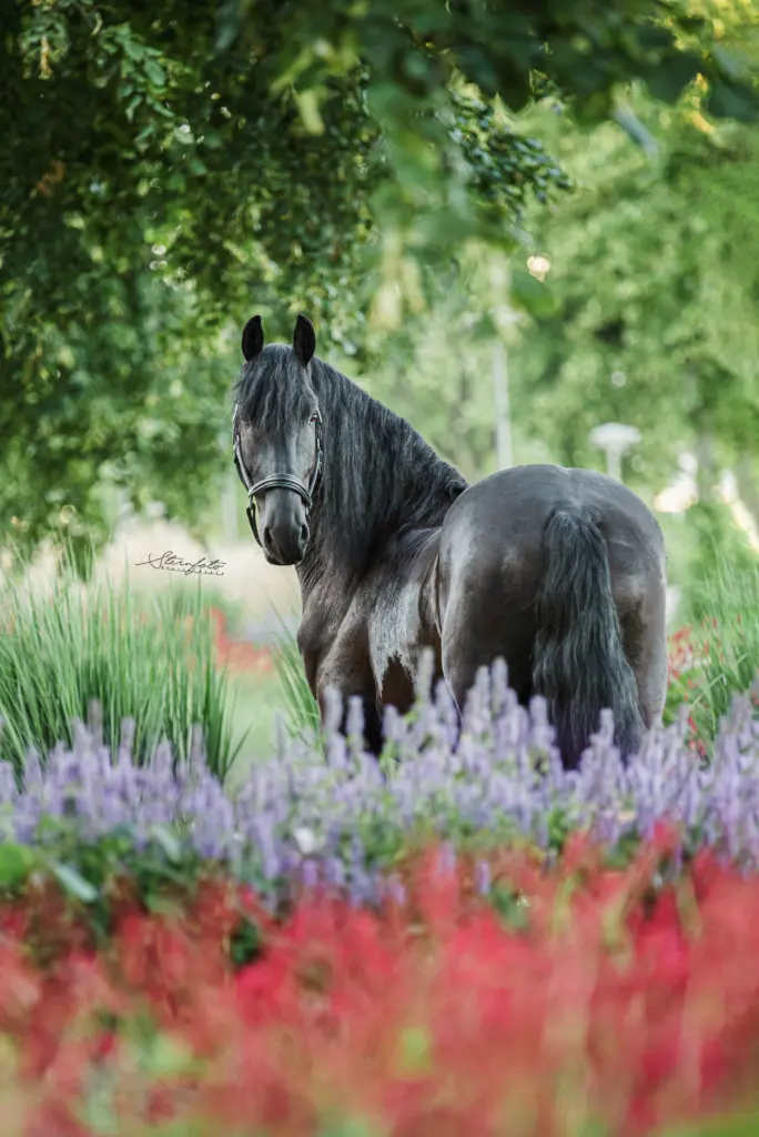 PaardenFotografen NL - SternFoto