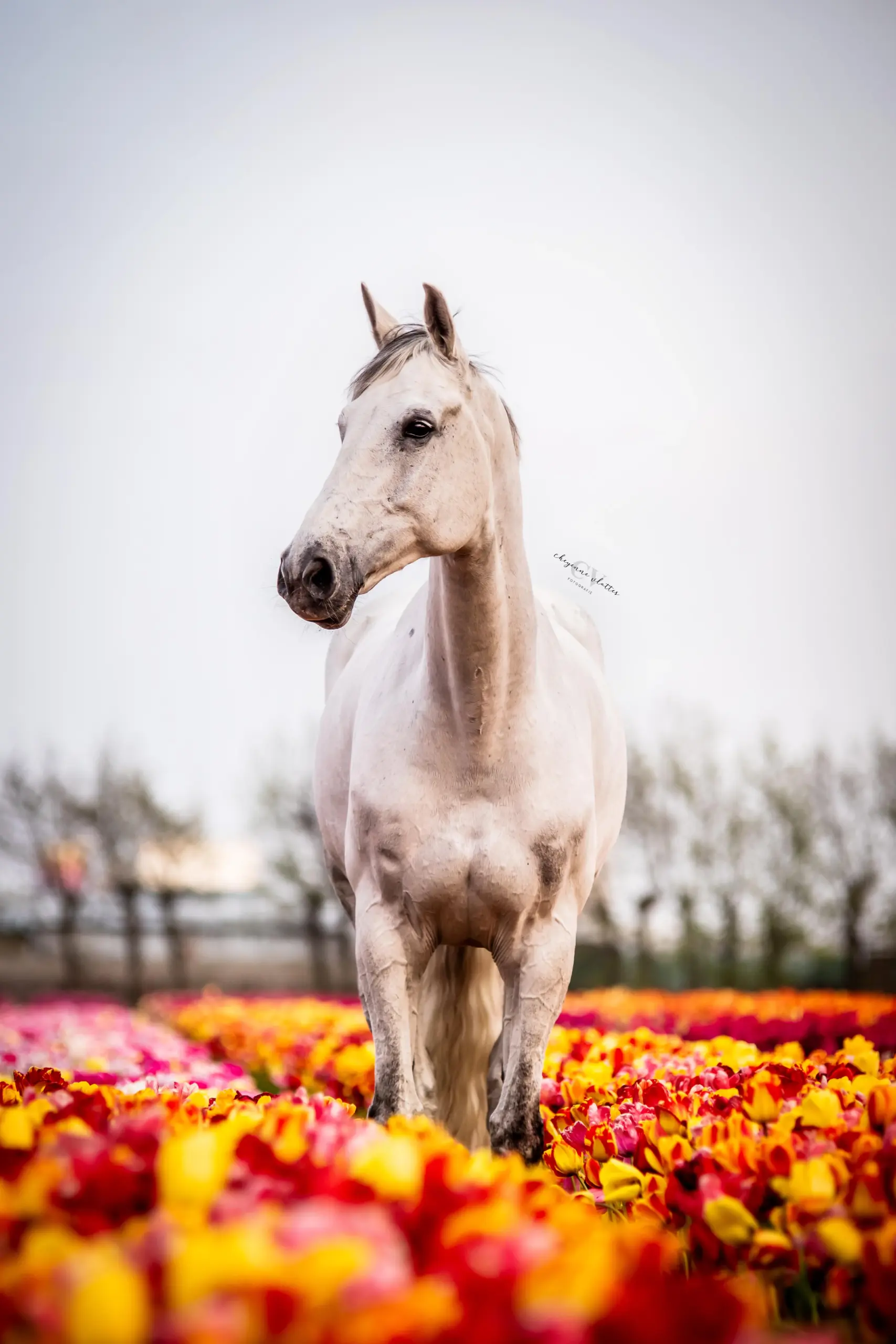 PaardenFotografen NL - Cheyenne Vlottes Fotografie