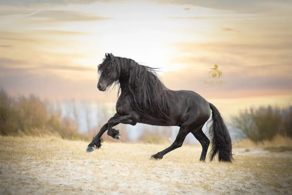 PaardenFotografen NL - Janneke Lukkien fotografie