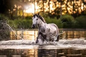 PaardenFotografen NL - Leonie van Duffelen