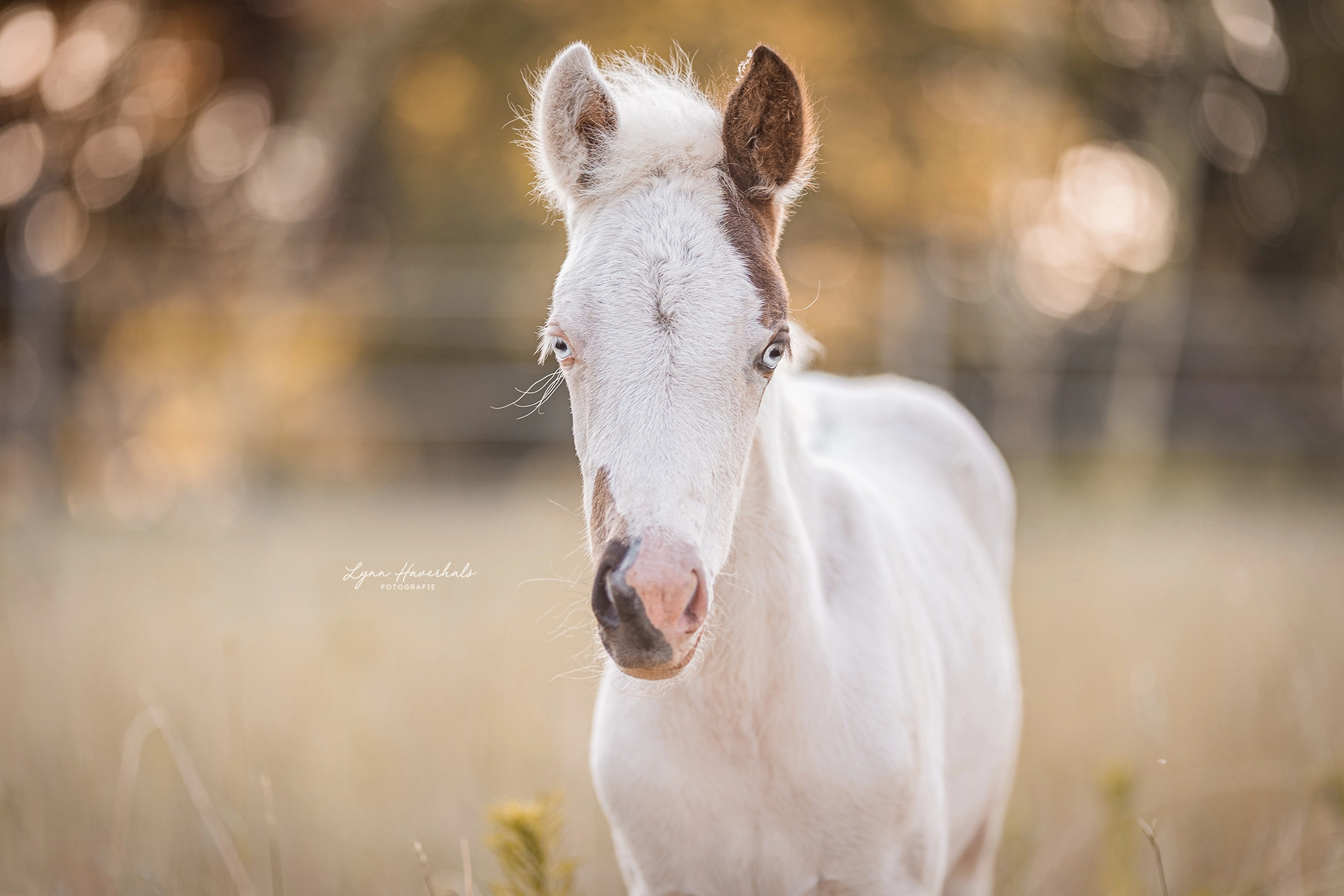 PaardenFotografen NL - Lynn Haverhals Fotografie