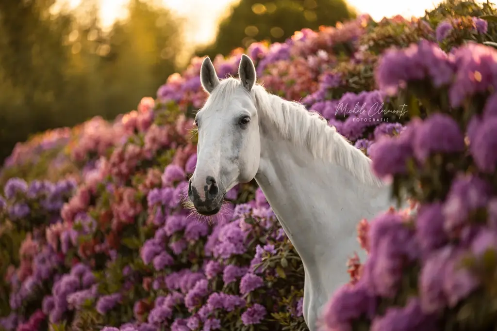 PaardenFotografen NL - Michèle Clermonts Fotografie