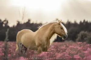 PaardenFotografen NL - Sanne Wammes Fotografie