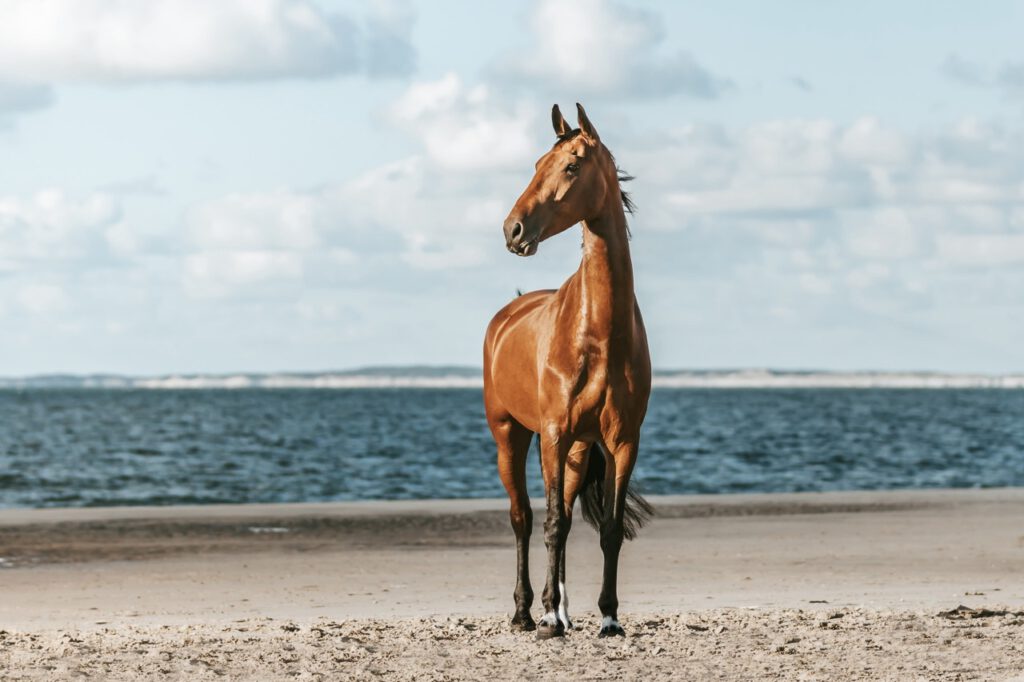 PaardenFotografen NL - Shirley van Esch Fotografie groot