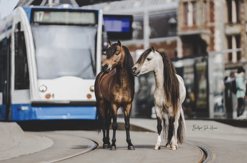 PaardenFotografen NL - Bridget de Haan Fotografie