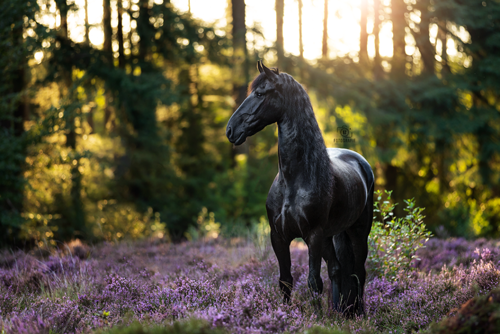 PaardenFotografen NL - EZ-Fotografie