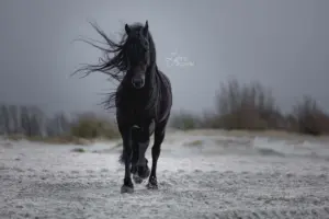 PaardenFotografen NL - Luzente Fotografie