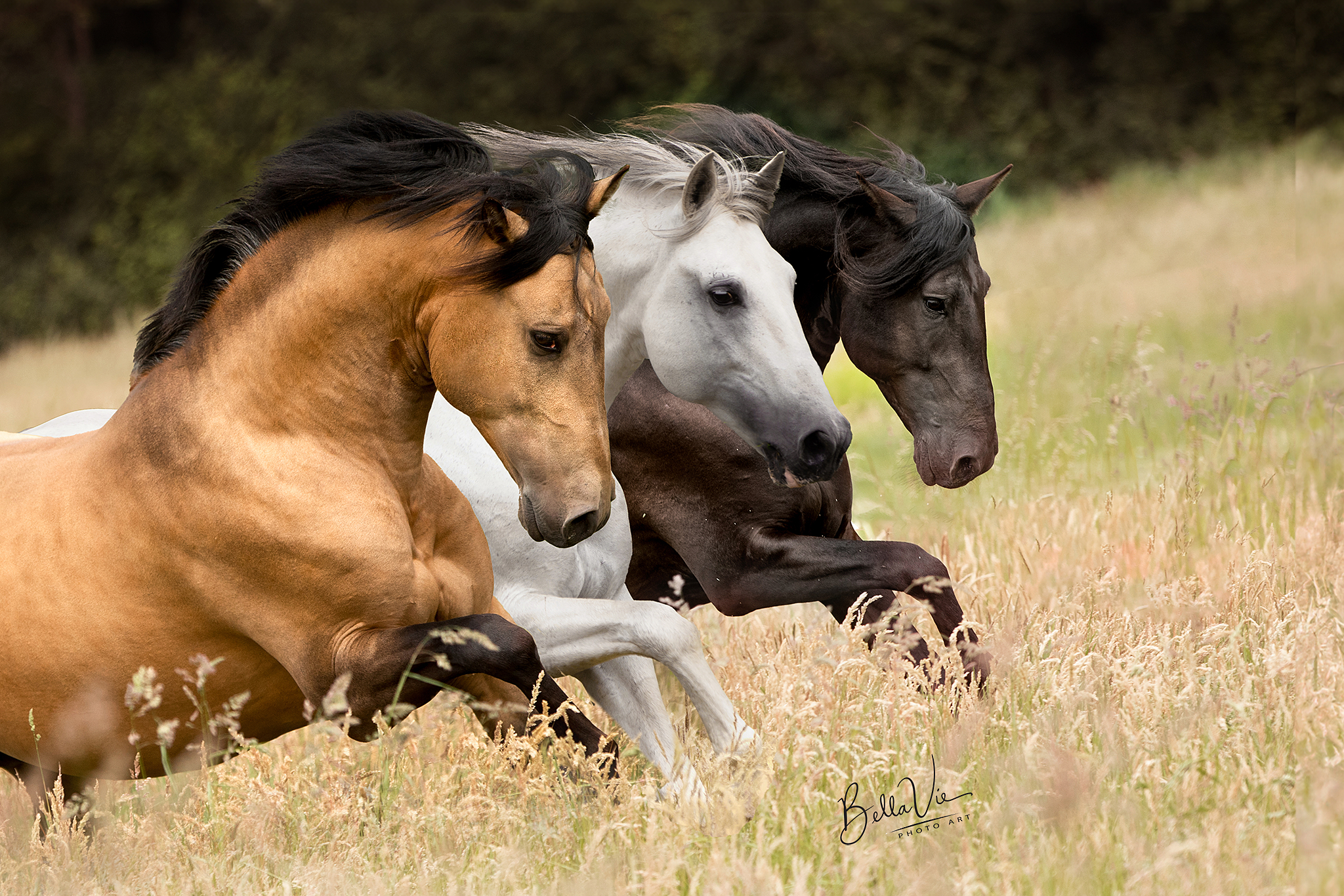 PaardenFotografen NL - BellaVie PhotoArt