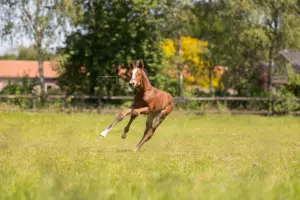 PaardenFotografen NL - Elena de Keizer Fotografie