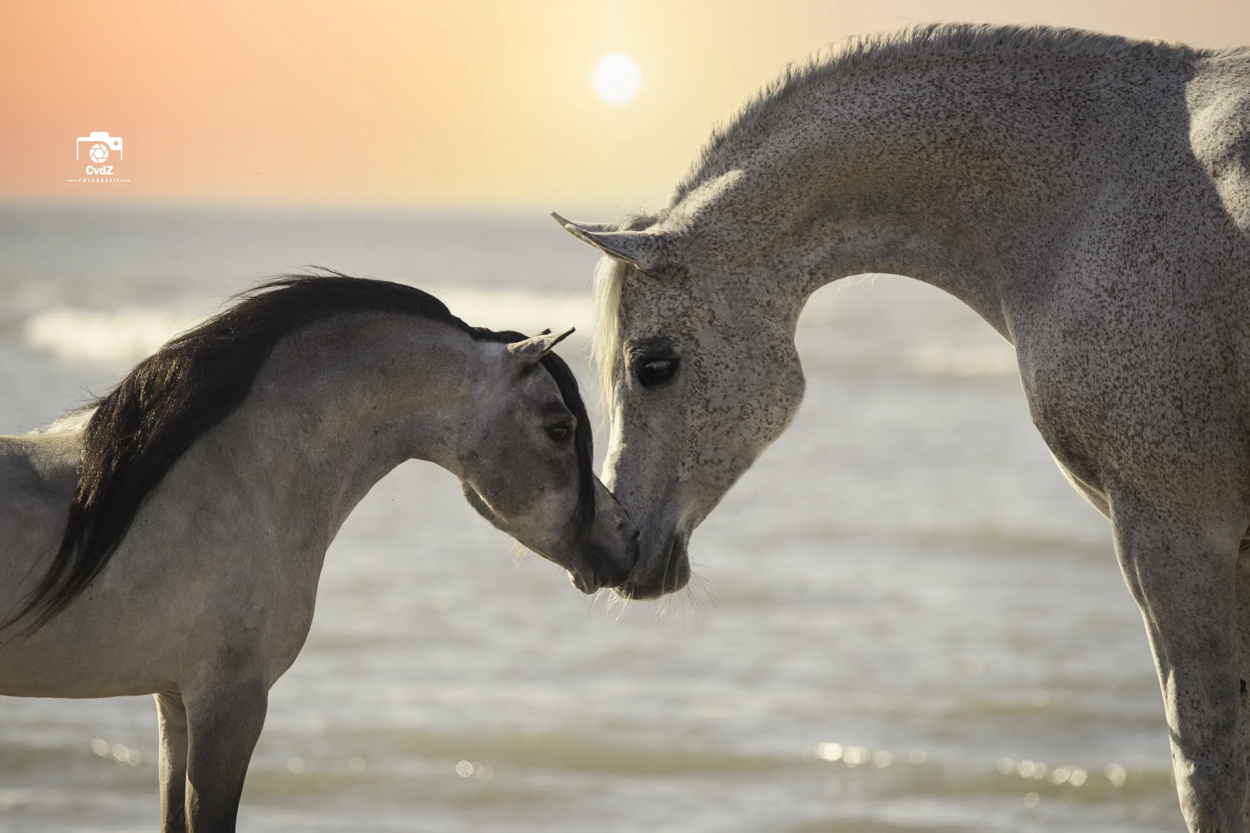 PaardenFotografen NL - CvdZ Fotografie