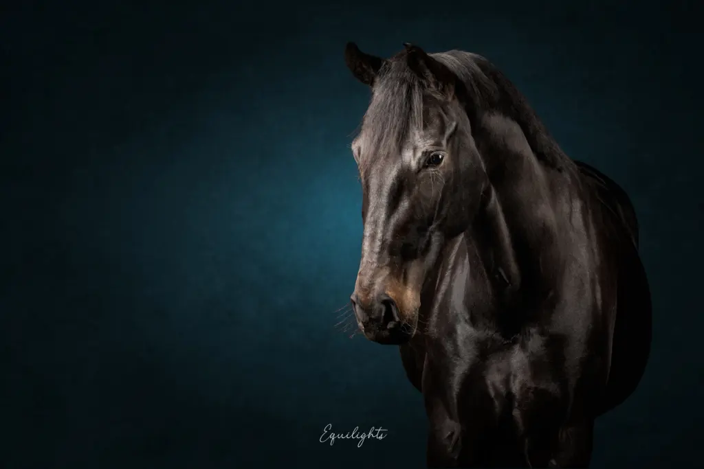 PaardenFotografen NL - Equilights