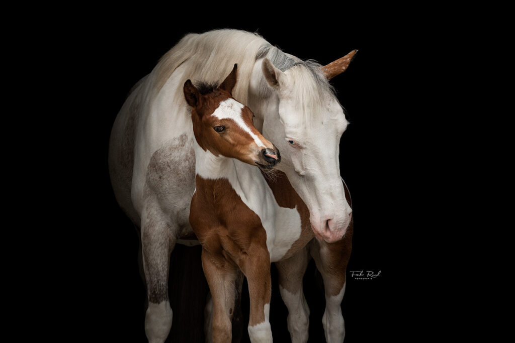 Merrie met veulen fotografie - Femke Rowel Fotografie