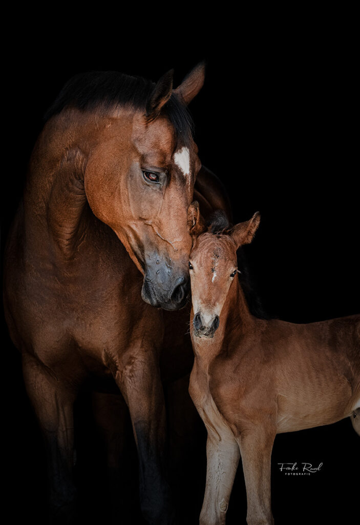 Merrie met veulen fotografie - Femke Rowel Fotografie