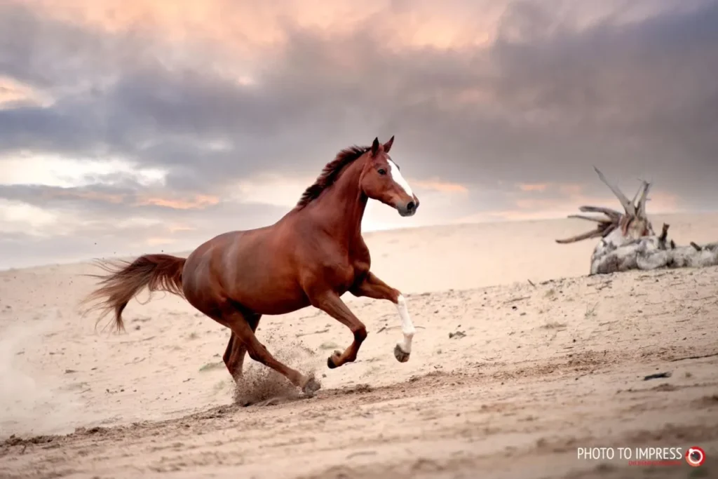 PaardenFotografen NL - Photo To Impress