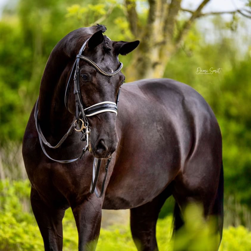 PaardenFotografen NL - Demi Smit Fotografie