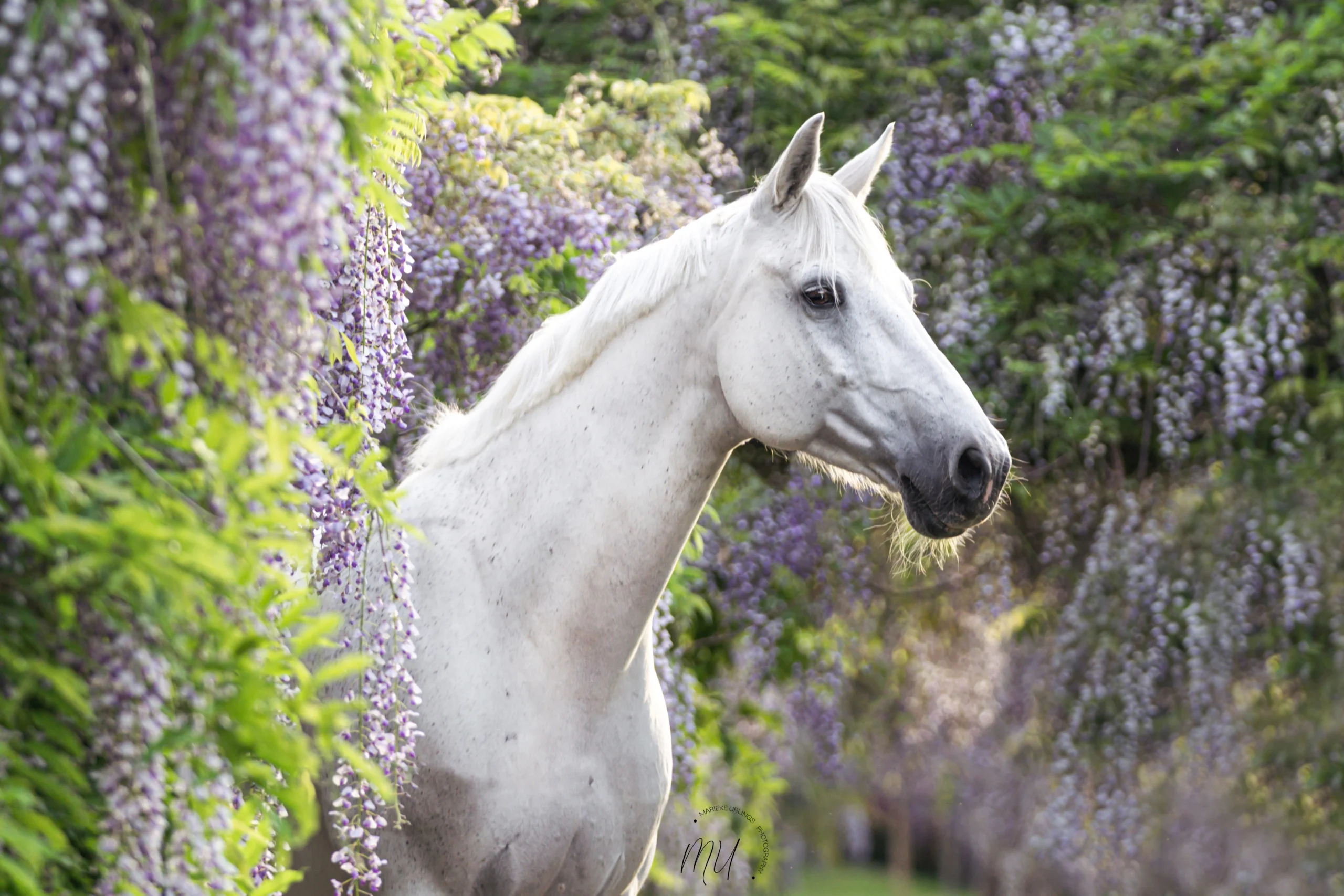 PaardenFotografen NL - MU Photography