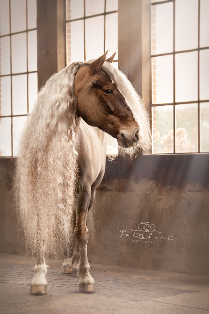 PaardenFotografen NL - Patshoot photography
