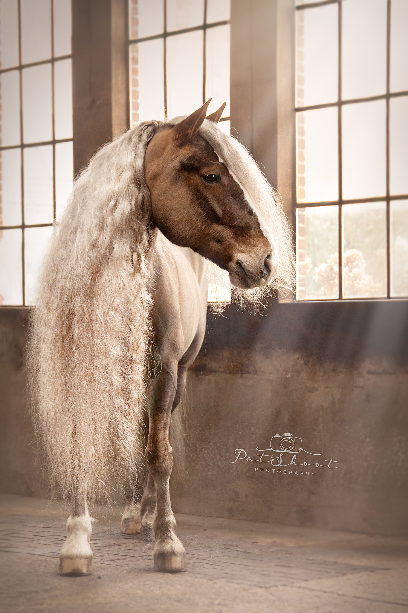 PaardenFotografen NL - Patshoot photography