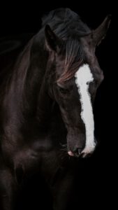 PaardenFotografen NL - Meliss.fotografie2
