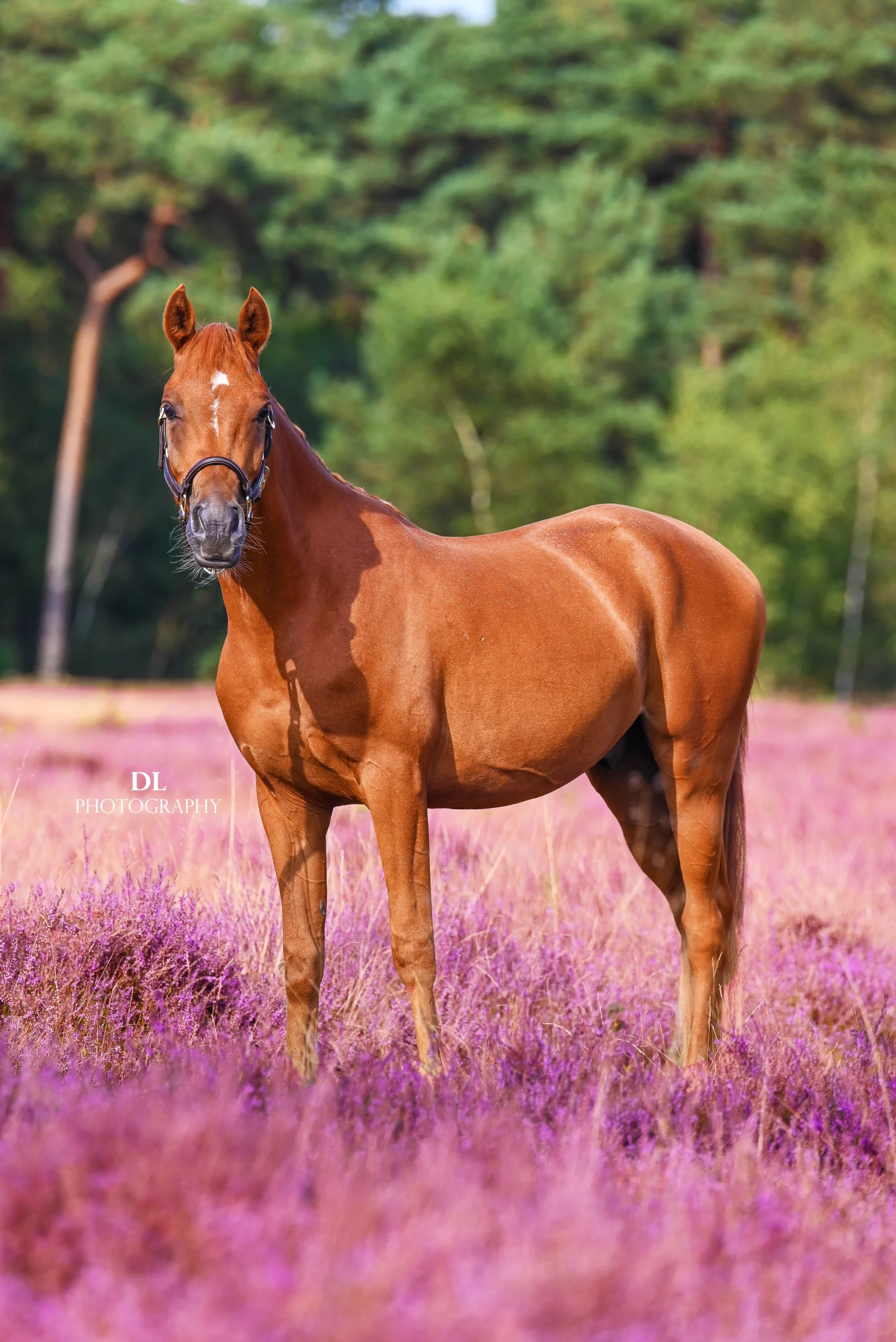 PaardenFotografen NL - DL Horses & Photography