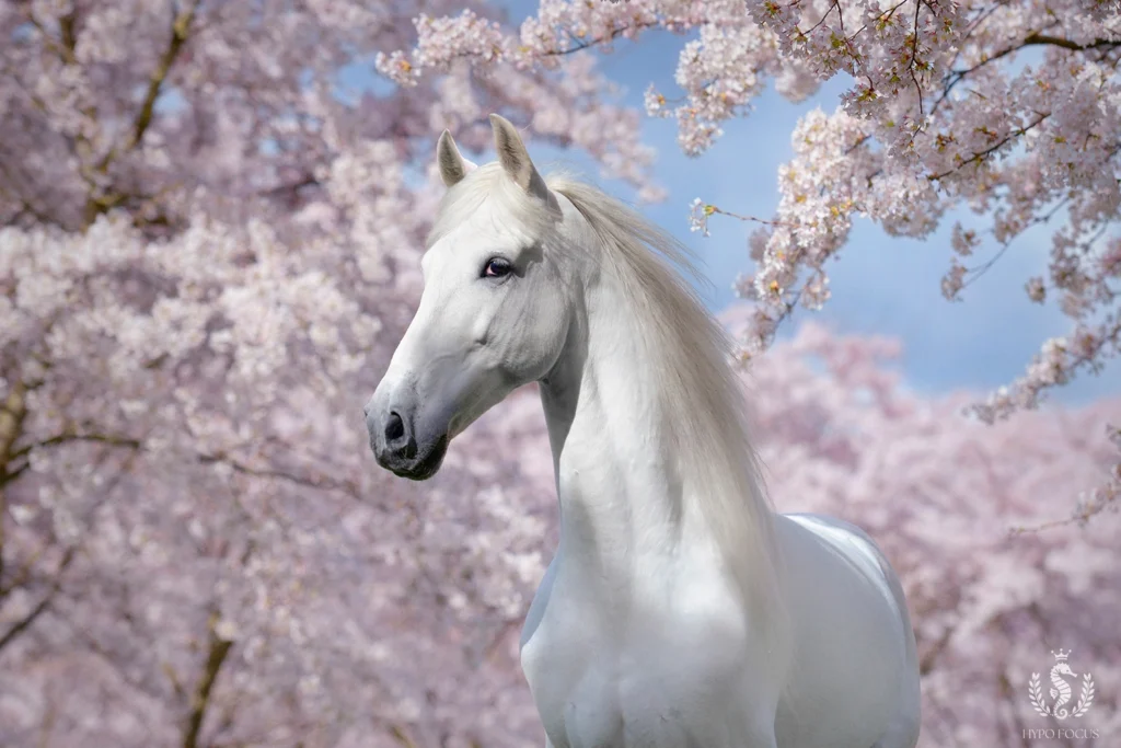 PaardenFotografen NL - Hypo Focus