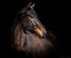 PaardenFotografen NL - Visscher Fotografie 2