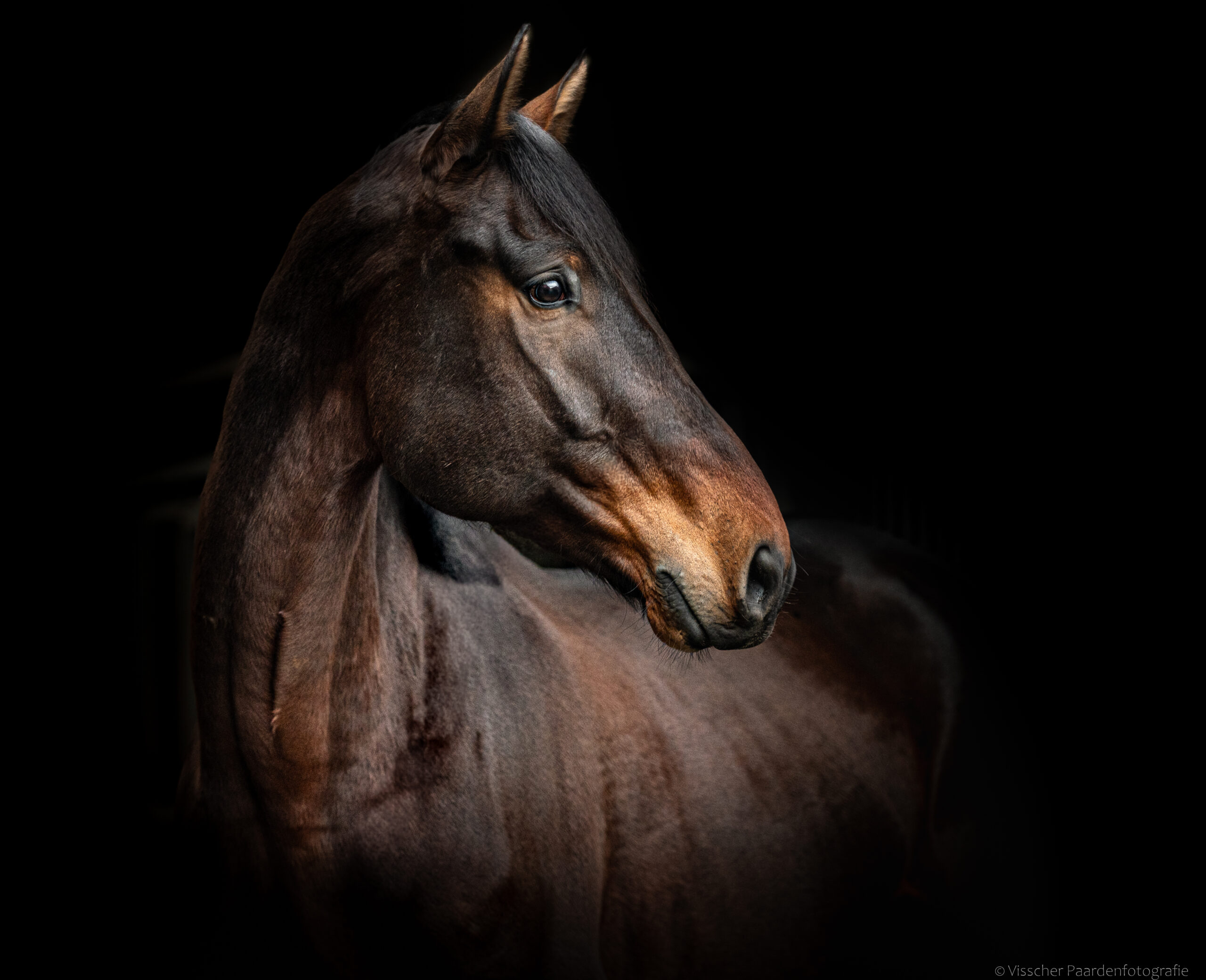 PaardenFotografen NL - Visscher Fotografie 2