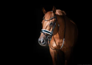 PaardenFotografen NL - Visscher Paardenfotografie