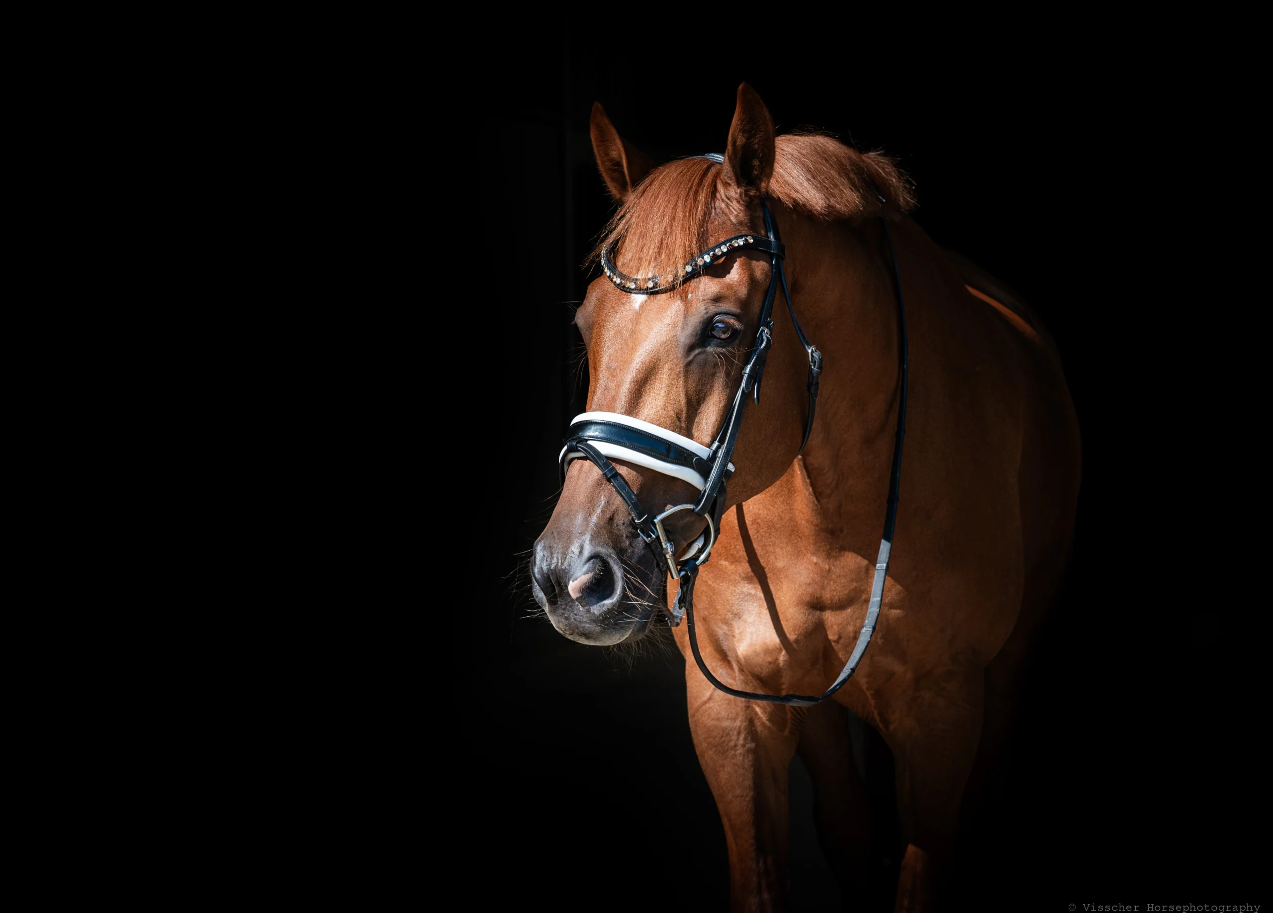 PaardenFotografen NL - Visscher Paardenfotografie