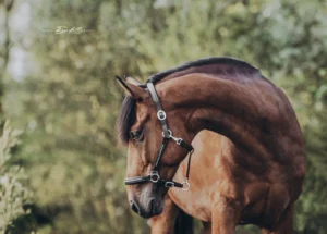 PaardenFotografen NL - Demi van der Kamp Fotografie1