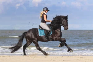 PaardenFotografen NL - Paardgeniek fotografie