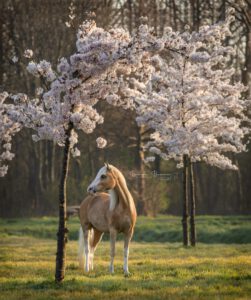 PaardenFotografen NL - Bionda Bezemer Fotografie