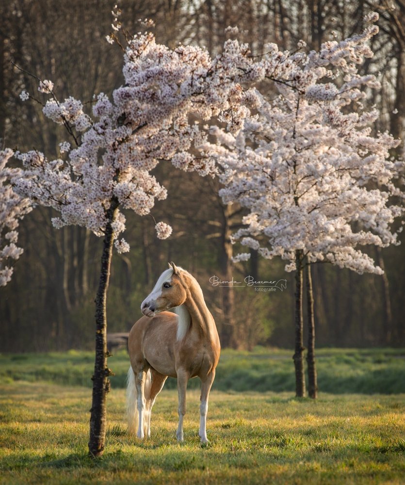 PaardenFotografen NL - Bionda Bezemer Fotografie