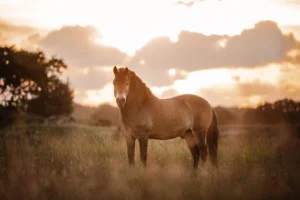 PaardenFotografen NL - Chanice Photography