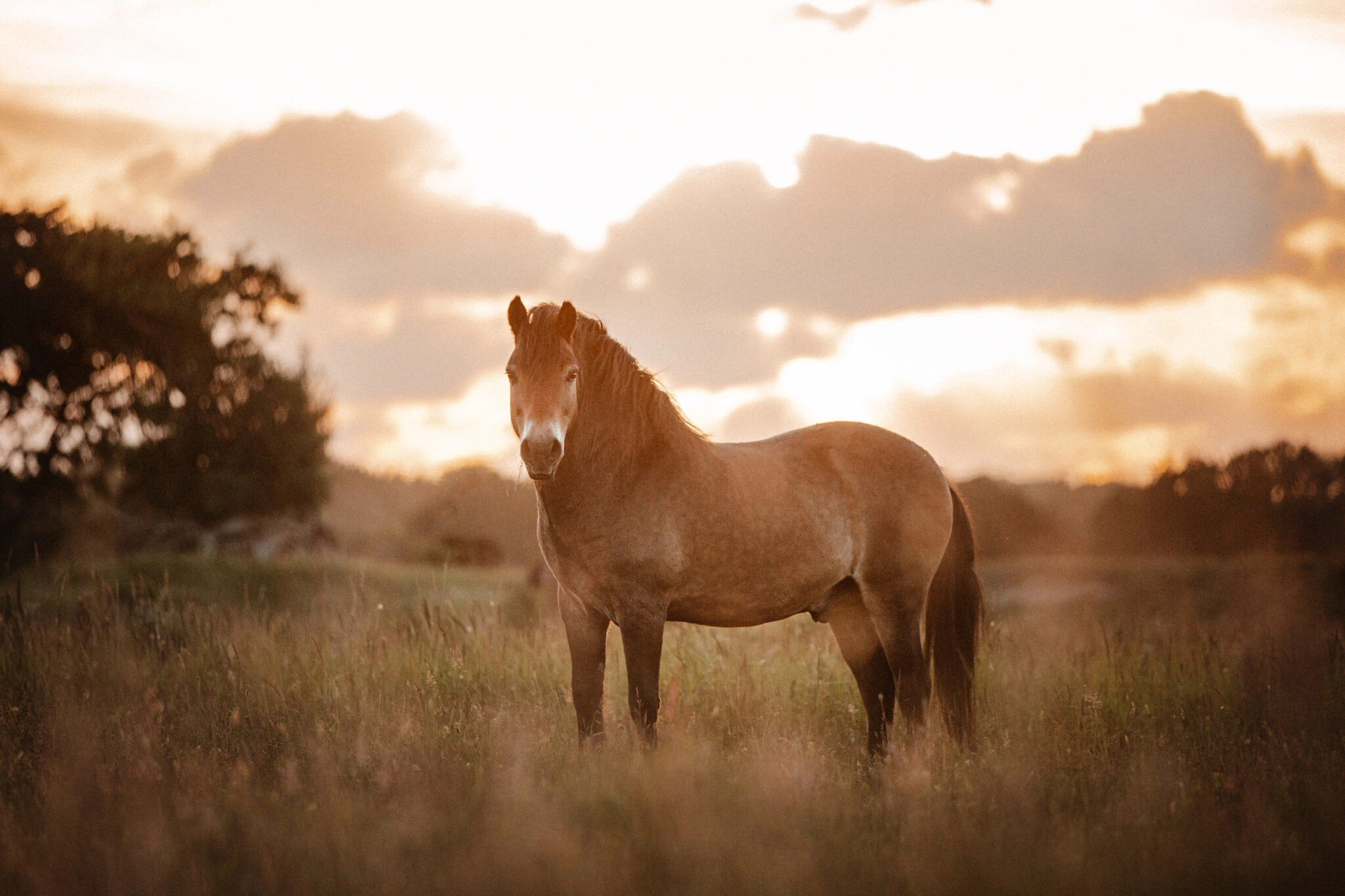 PaardenFotografen NL - Chanice Photography