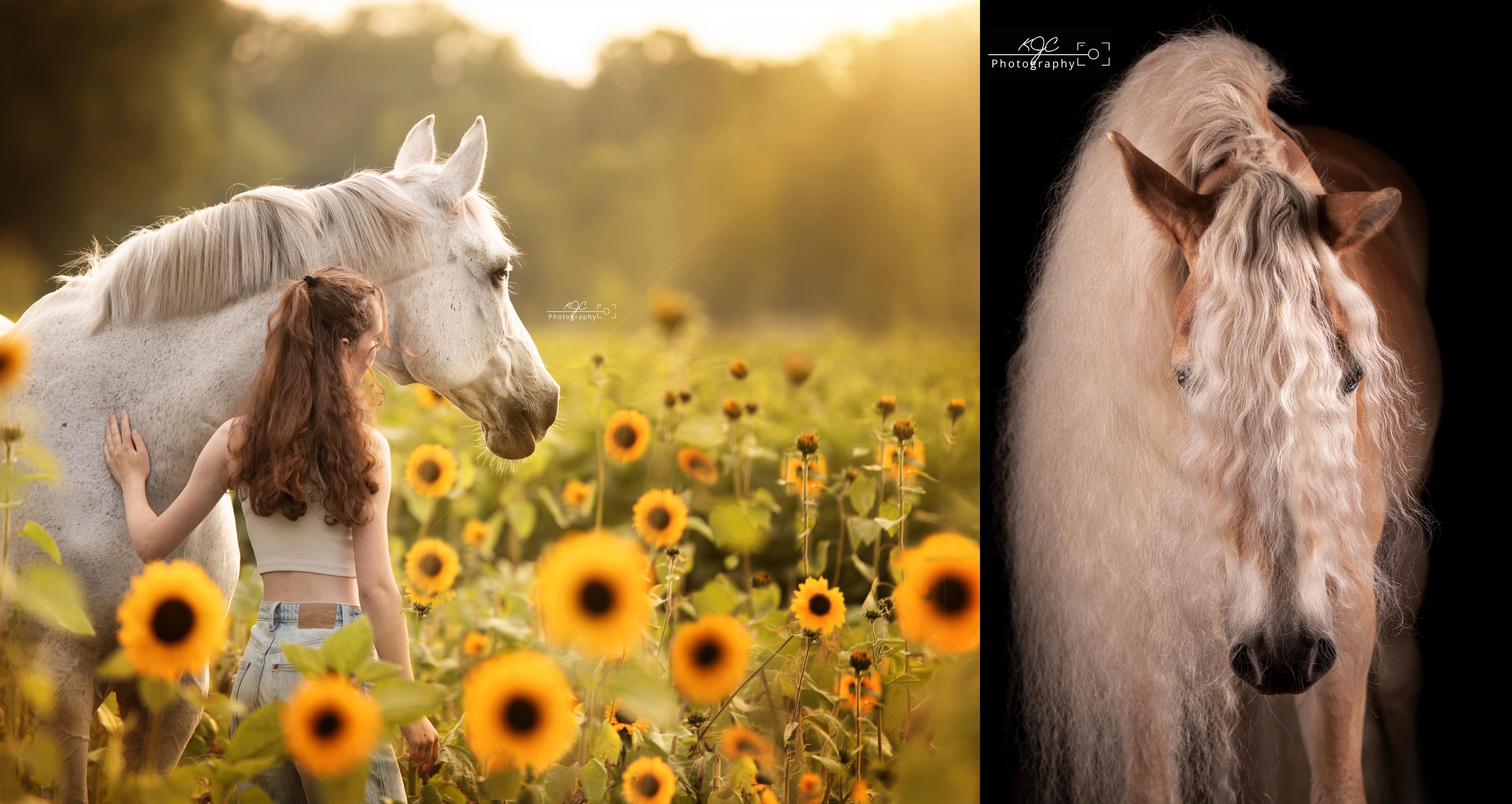PaardenFotografen NL - KJC Photography