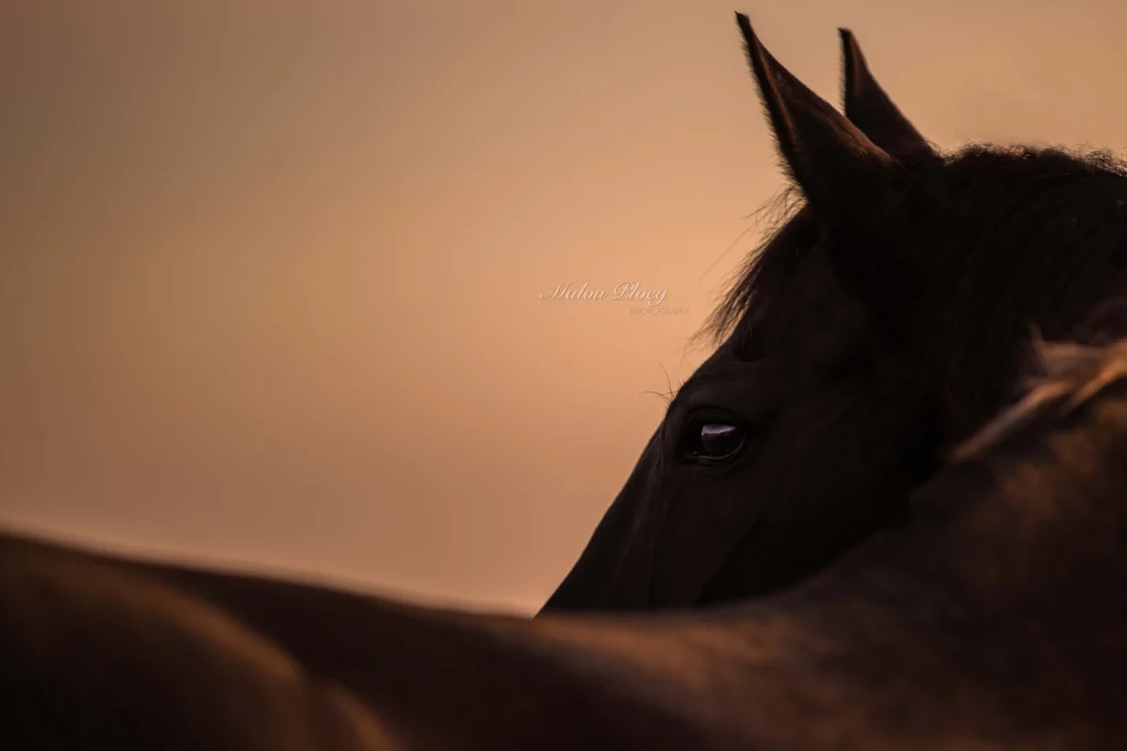 PaardenFotografen NL - Malou Ploeg Photography