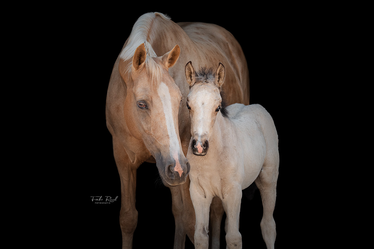 PaardenFotografen NL - Femke Rowel Fotografie - PFNL Expo HE 2