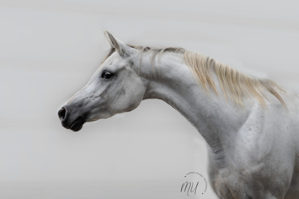 PaardenFotografen NL - MU Photography - PFNL expo HE 1