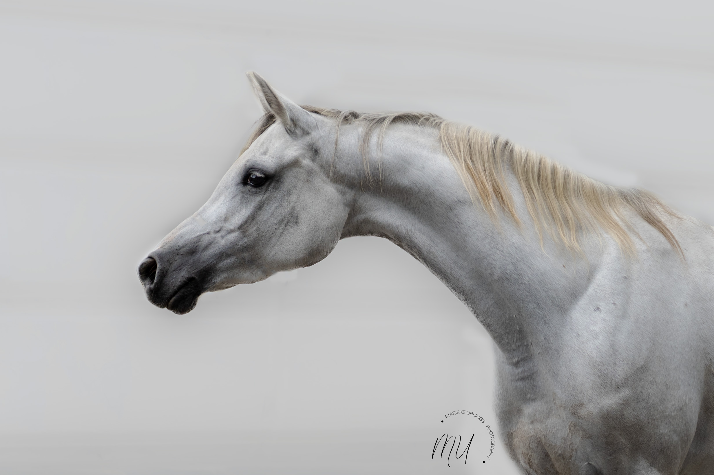 PaardenFotografen NL - MU Photography - PFNL expo HE 1