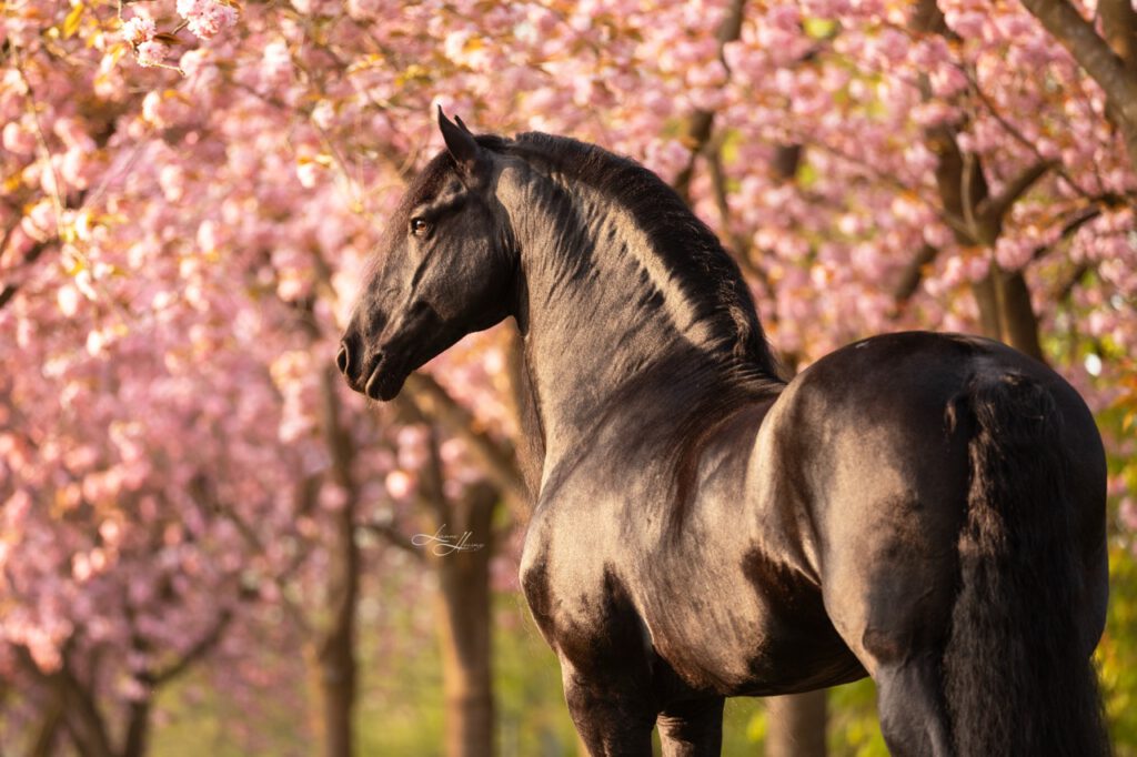 PaardenFotografen NL - Lianne Hoving Photography groot
