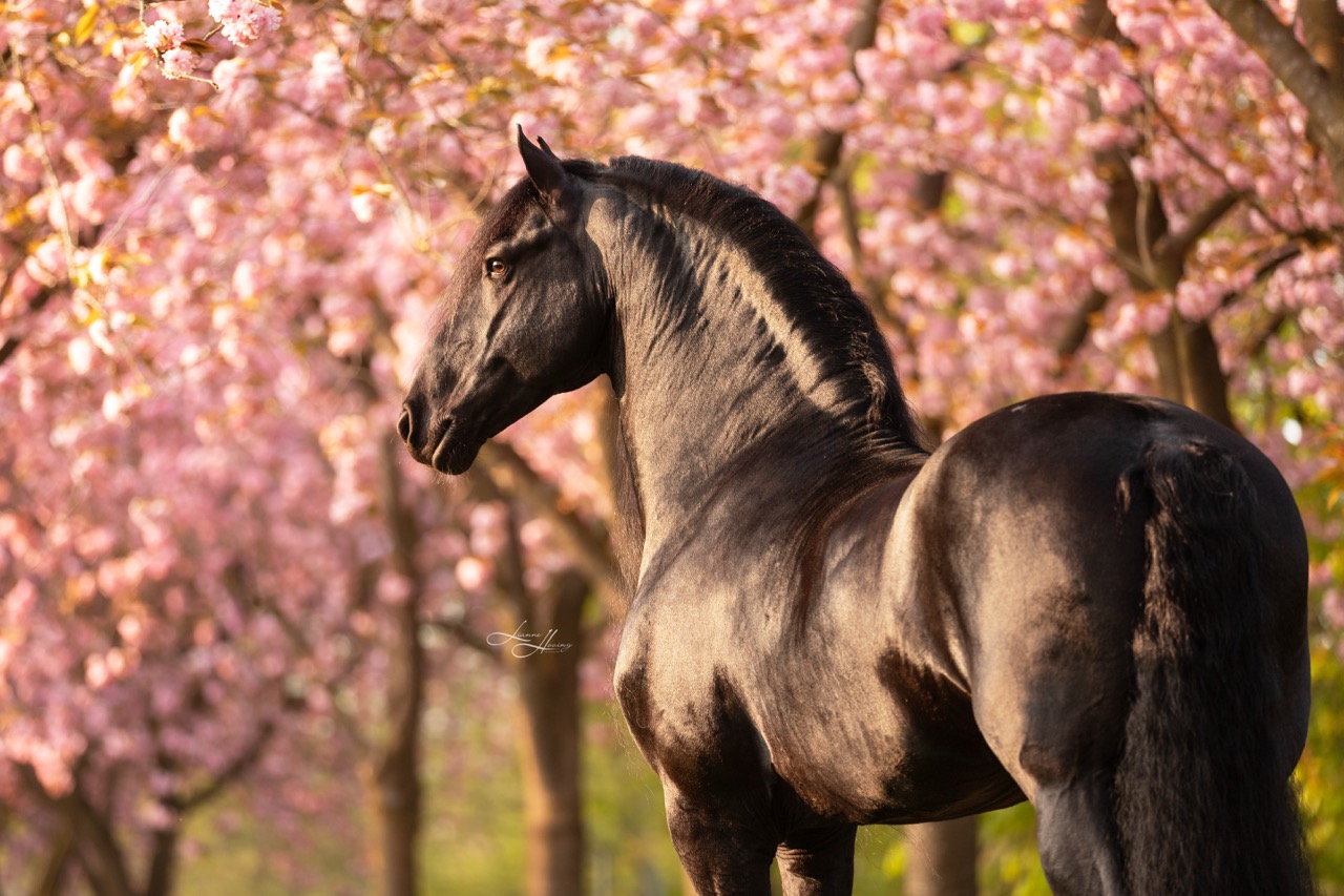 PaardenFotografen NL - Lianne Hoving Photography groot