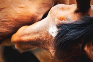 PaardenFotografen NL - Luzente Fotografie - PFNL Expo HE 1